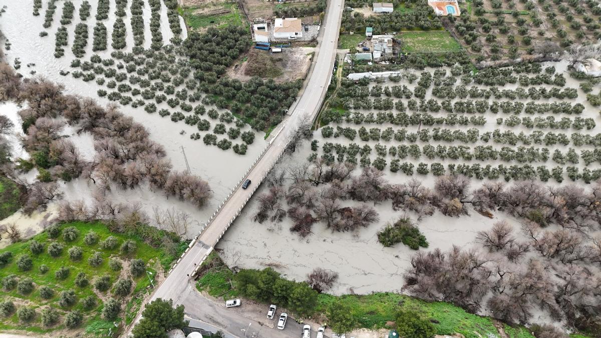 Inundaciones en fincas agrícolas de Baena tras los últimos temporales.