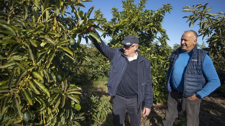 El distribuidor y productor Vicente Bayona, en un campo de Les Valls, junto a su hermano. | TORTAJADA