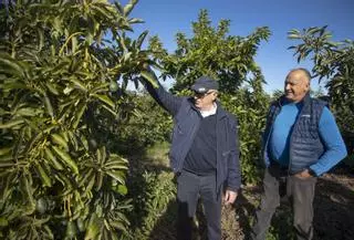 Así se ha extendido el aguacate por Morvedre