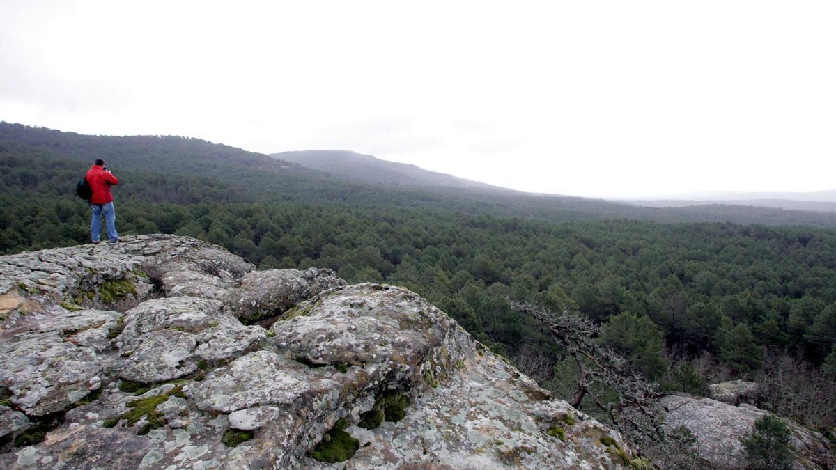 Vista general del Bosque Modelo de la comarca Pinares de Soria-Burgos.