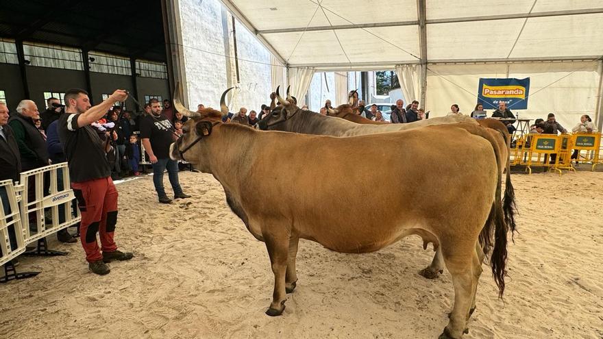 Más de un centenar de cabezas de ganado en el concurso de las Ferias de Abril de Salas