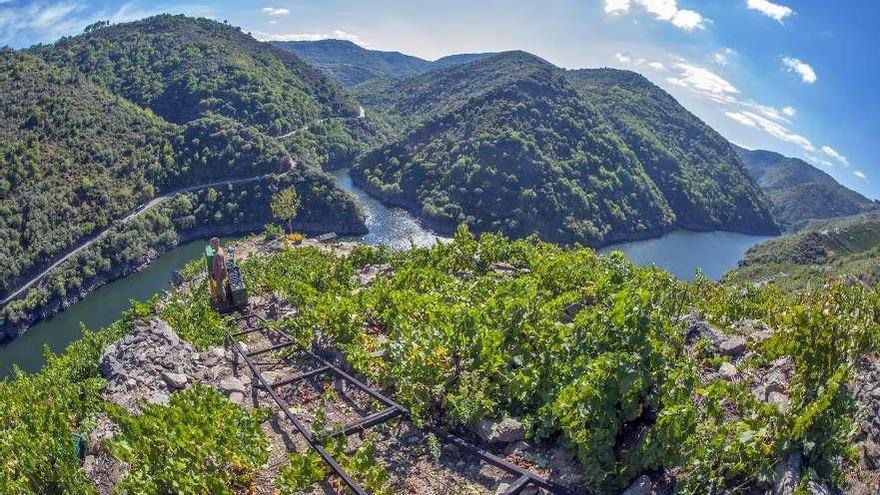 Viñedos en la Ribeira Sacra en la confluencia del Miño y del Sil.