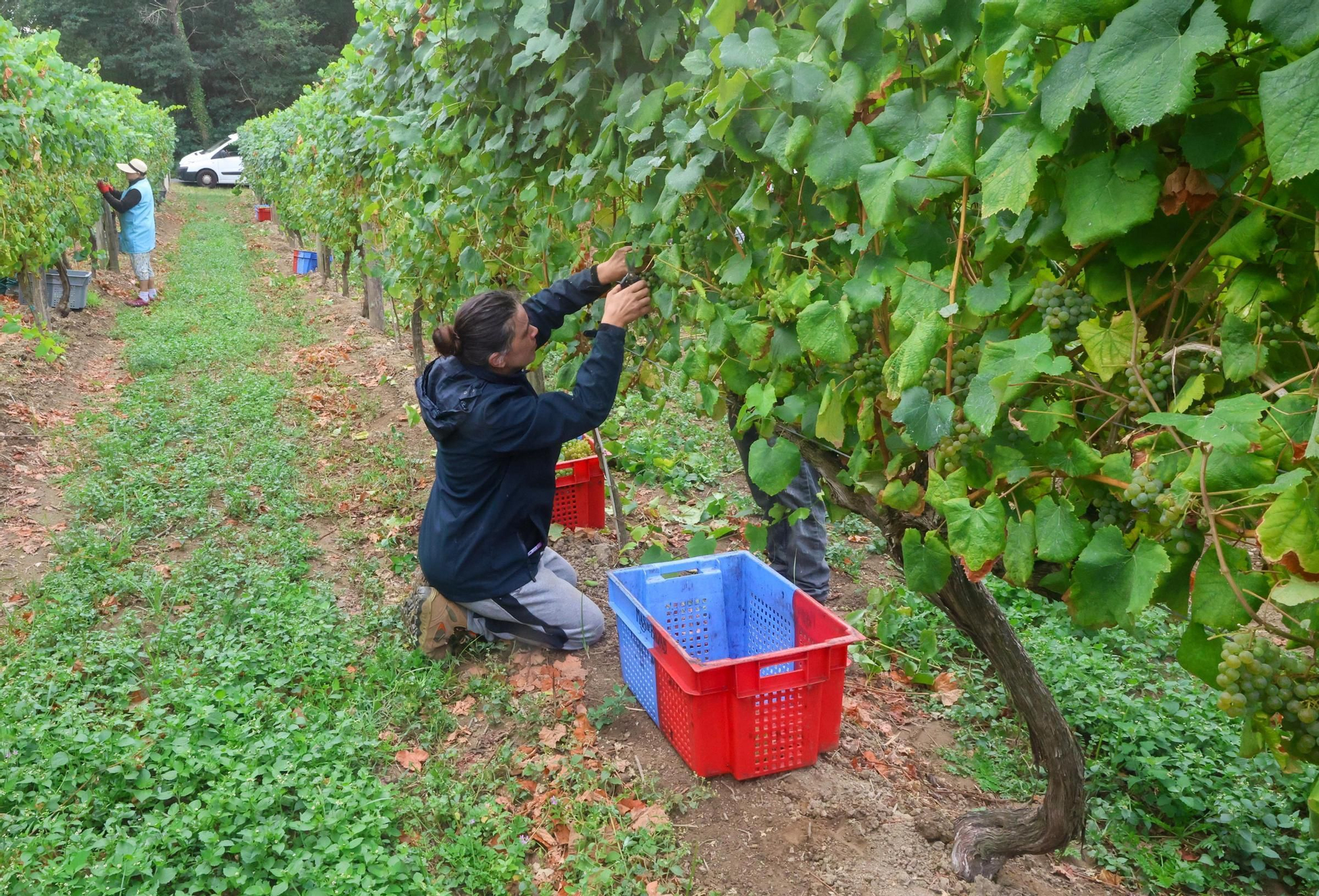 Recolección de uva para el primer espumoso de la bodega arousana Granbazán (O Salnés) en una parcela de Vedra (Ribeira do Ulla).