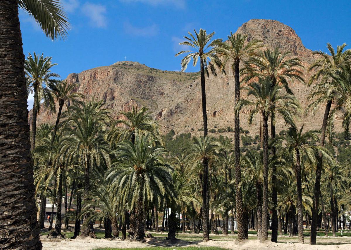 El Palmeral de Orihuela abraza el casco urbano e histórico del municipio.