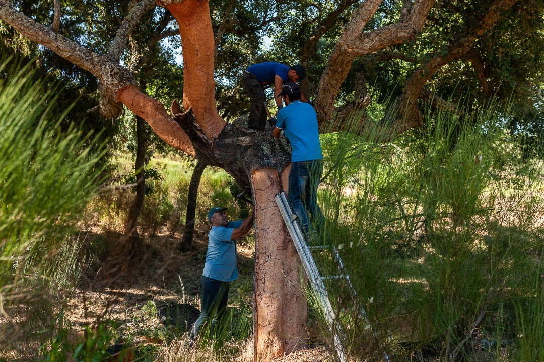 Obtención de corcho en los alcornoques de Fornillos de Fermoselle.