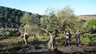 El olivar cordobés, alma de la industria agroalimentaria de la provincia