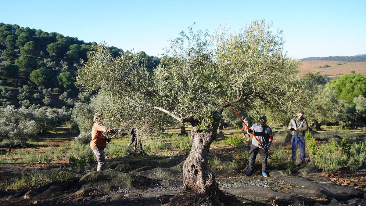 Jornaleros recogen la aceituna en un olivar de Pozoblanco, en la campaña anterior.