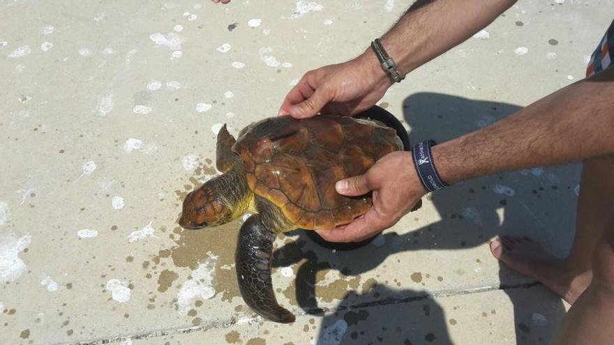 Un grupo de jóvenes rescata una tortuga enredada en plásticos en el Cap de la Nao