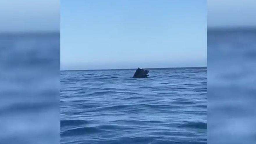 8,4 leguas de viaje submarino: un coche cae al mar desde un barco con destino a Tenerife