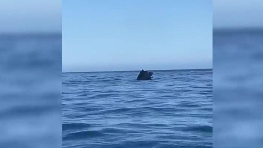 A Car Plunges into the Sea from a Ship En Route to Tenerife