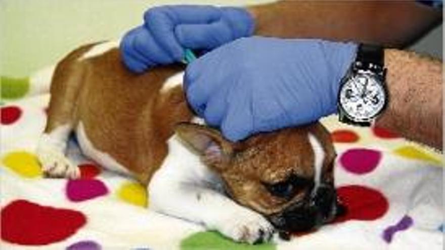 Un veterinari vacunant un gos, en una imatge d&#039;arxiu.