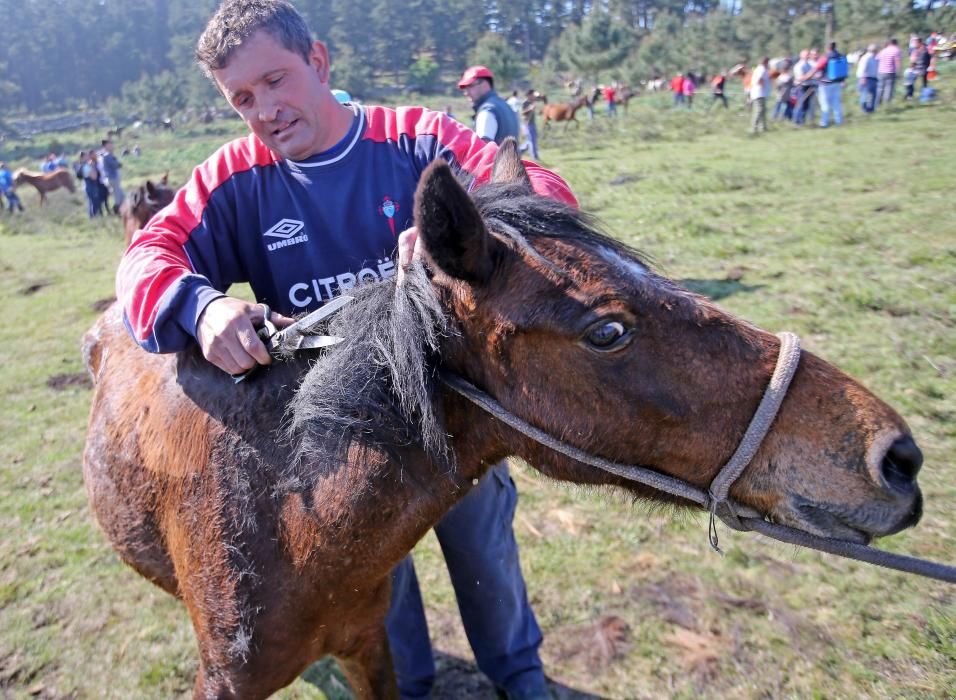 Los ganaderos sanean 300 caballos ante un millar de personas en el primer curro del año en Oia