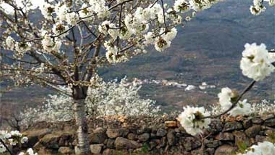 El Jerte recibe la Semana Santa con un millón de cerezos en flor