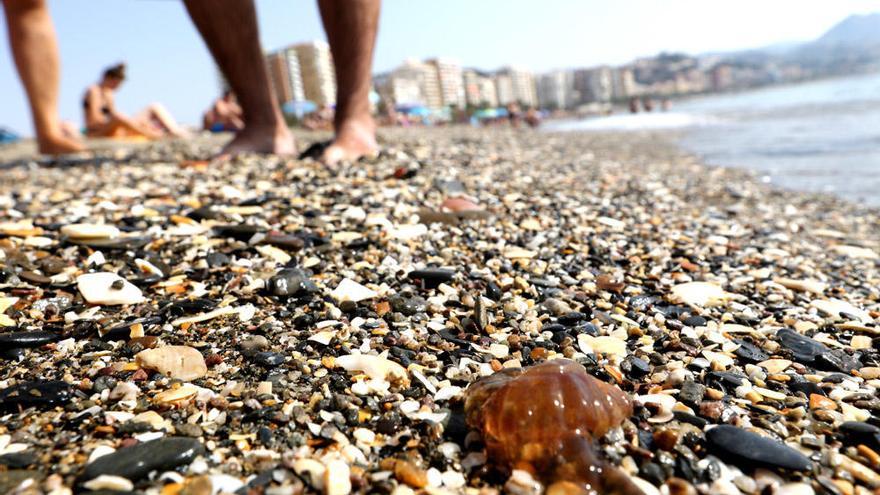 Medusas en el litoral costasoleño este pasado domingo.