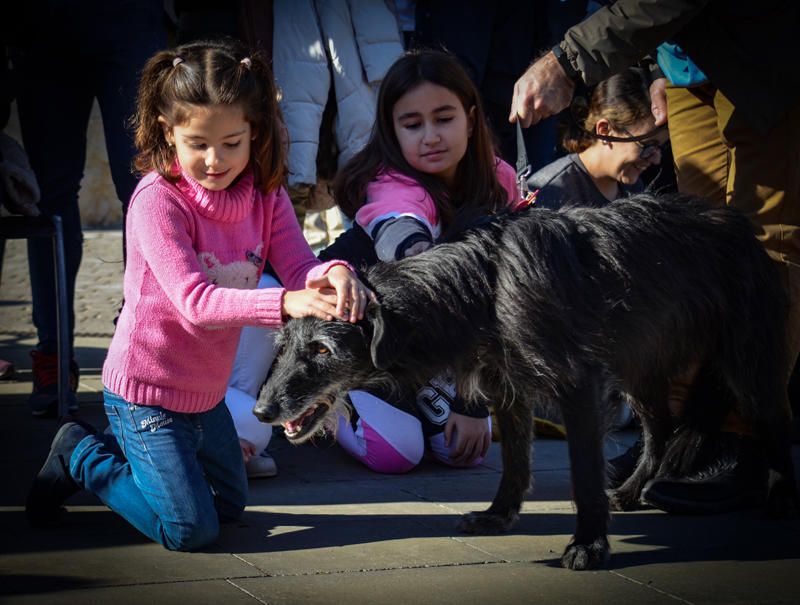 Fundación Bioparc y AUPA celebran el 15º Desfiles de perros abandonados