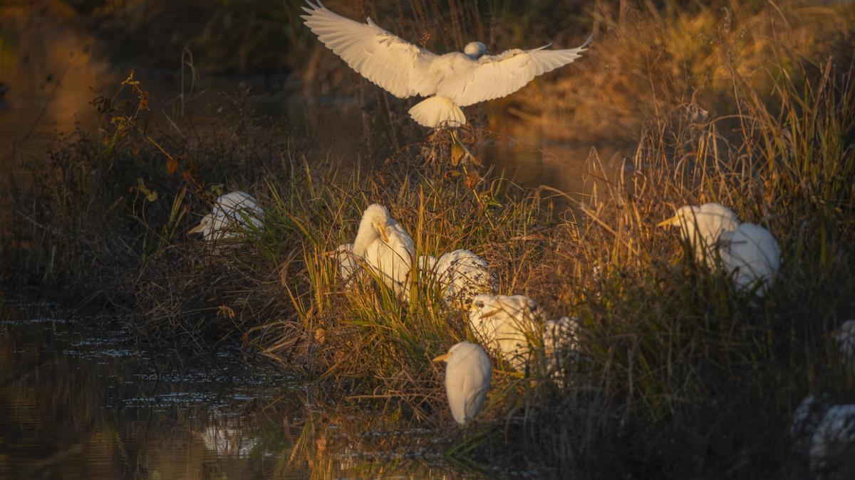 una colònia d'uns 200 esplugabous que passa l'hivern a Manresa