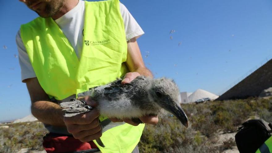 El futuro de una especie protegida