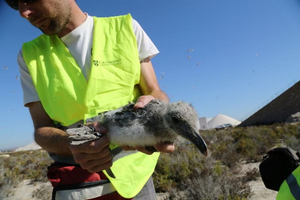 Anillamiento de crías de gaviota de Audouin