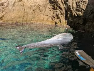 Apareix un dofí mort a la cala Morisca de Tossa de Mar