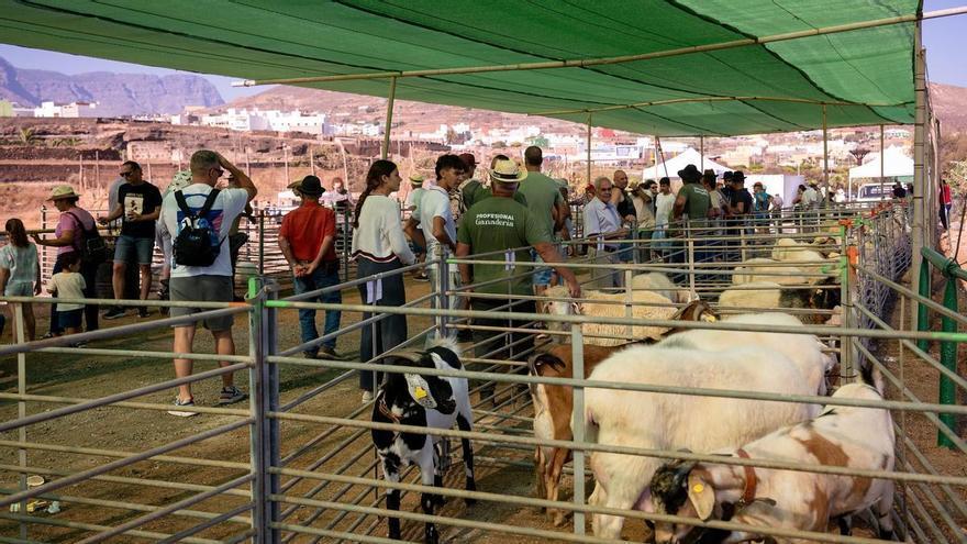 Gáldar reúne a 200 cabezas de ganado en su tradicional feria