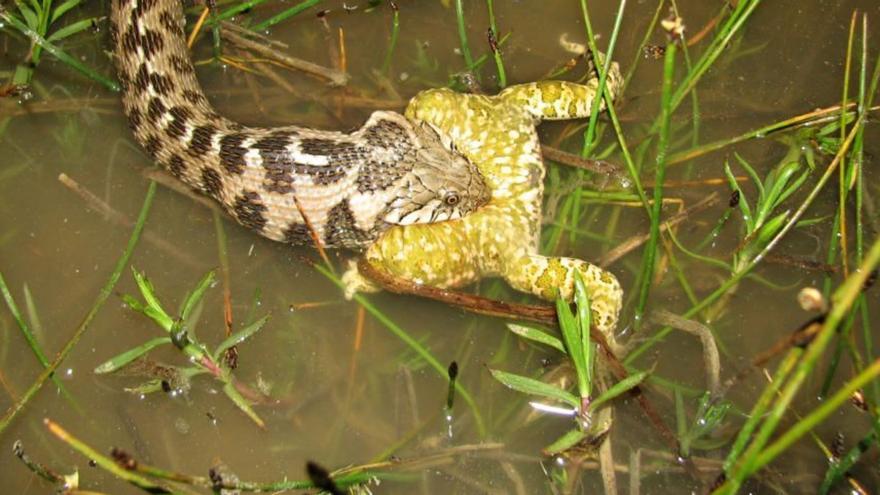 Hocicuda: la serpiente más venenosa de la Comunitat Valenciana