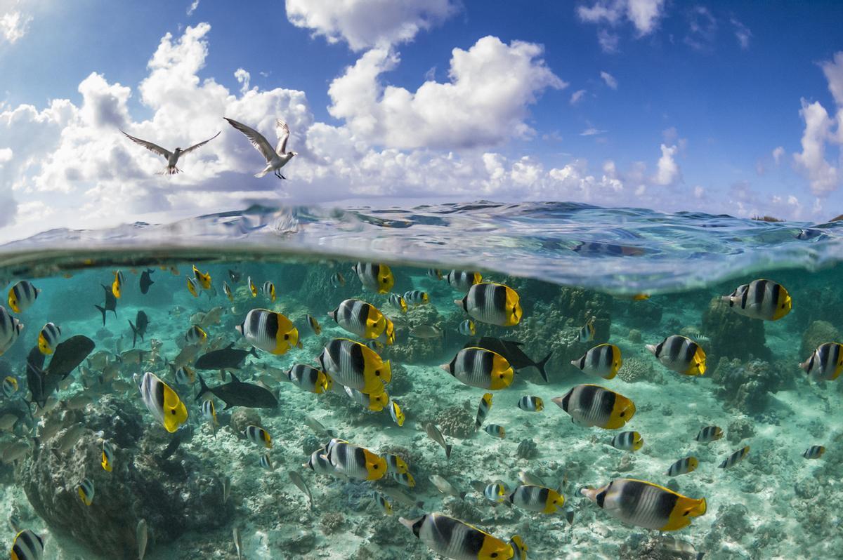 Hacer snorkel en Moorea (Polinesia Francesa) permite nadar en aguas cristalinas entre tiburones de punta negra, rayas, tortugas marinas, delfines, peces tropicales y corales. Además, entre julio y noviembre, es posible nadar con ballenas jorobadas