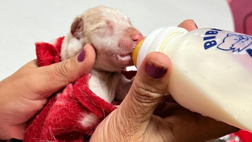 Salvan a dos cachorros de podencos de una camada maltratada y abandonada en Xàtiva