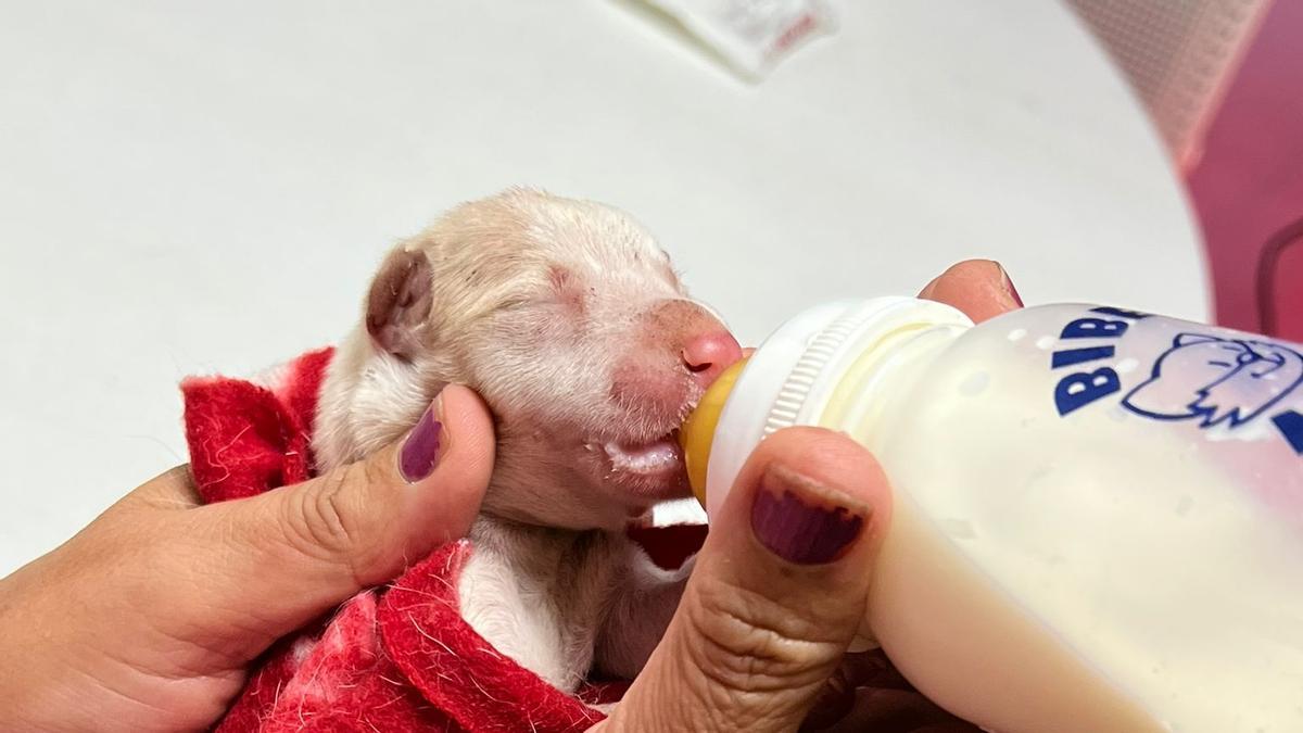 Salvan a dos cachorros de podencos de una camada maltratada y abandonada en Xàtiva