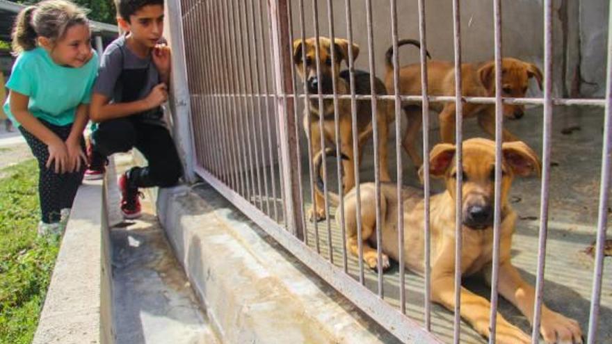 Puertas abiertas a la adopción canina