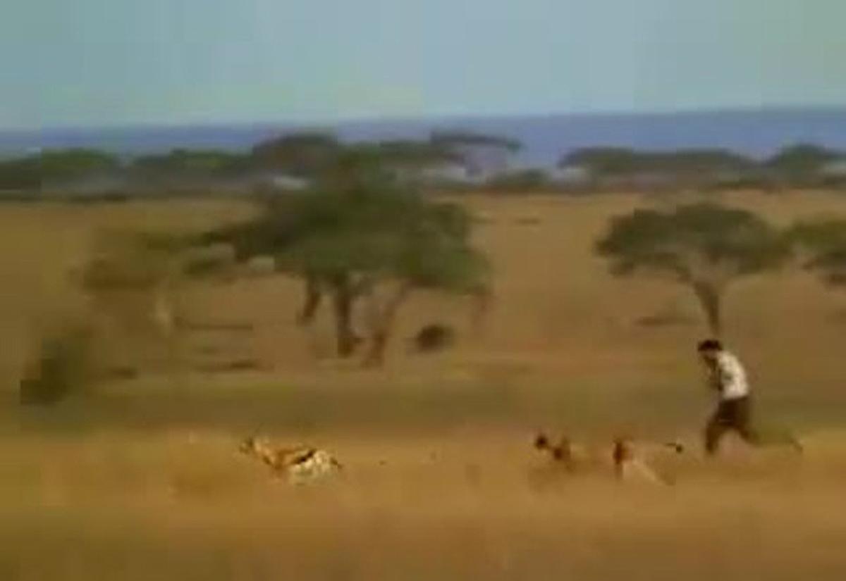 Un hombre ’salva’ a una gacela de un gepardo para que su pareja le deje salir con los amigos en un motaje de vídeo