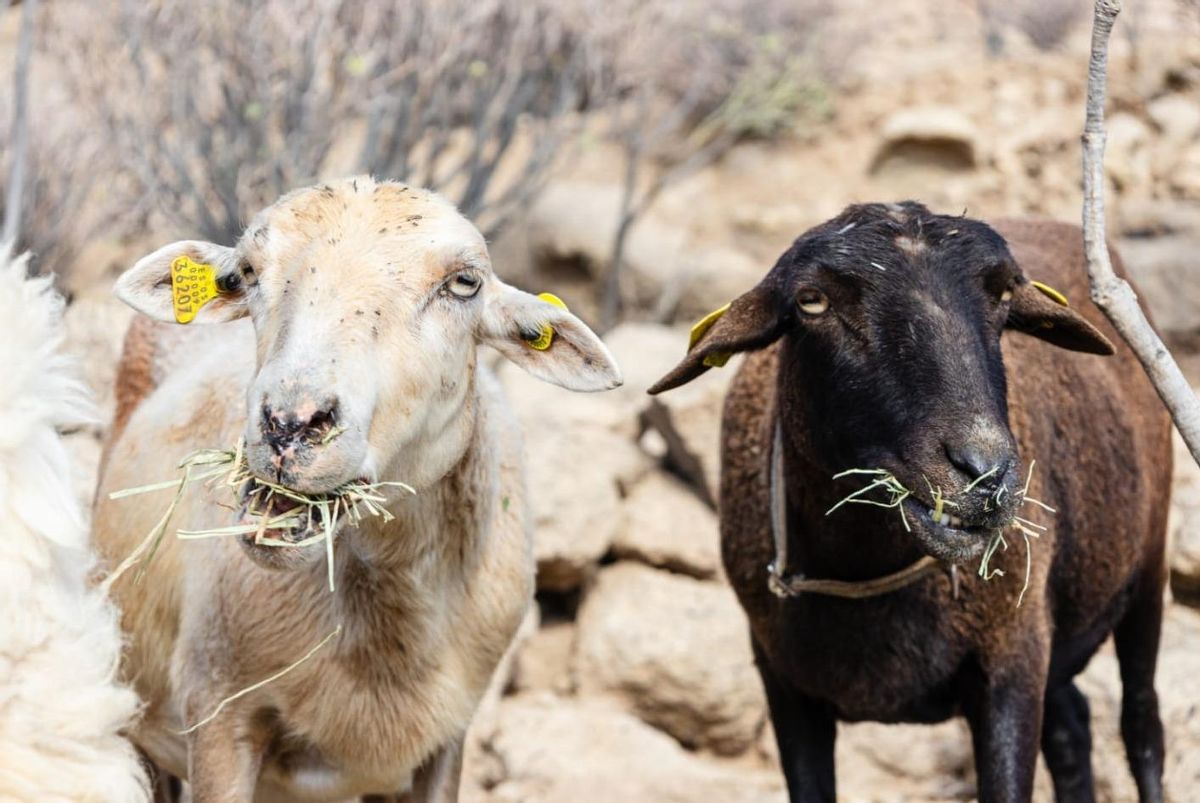 Curry y Coco, dos de las ovejas que desaparecieron del refugio tinerfeño