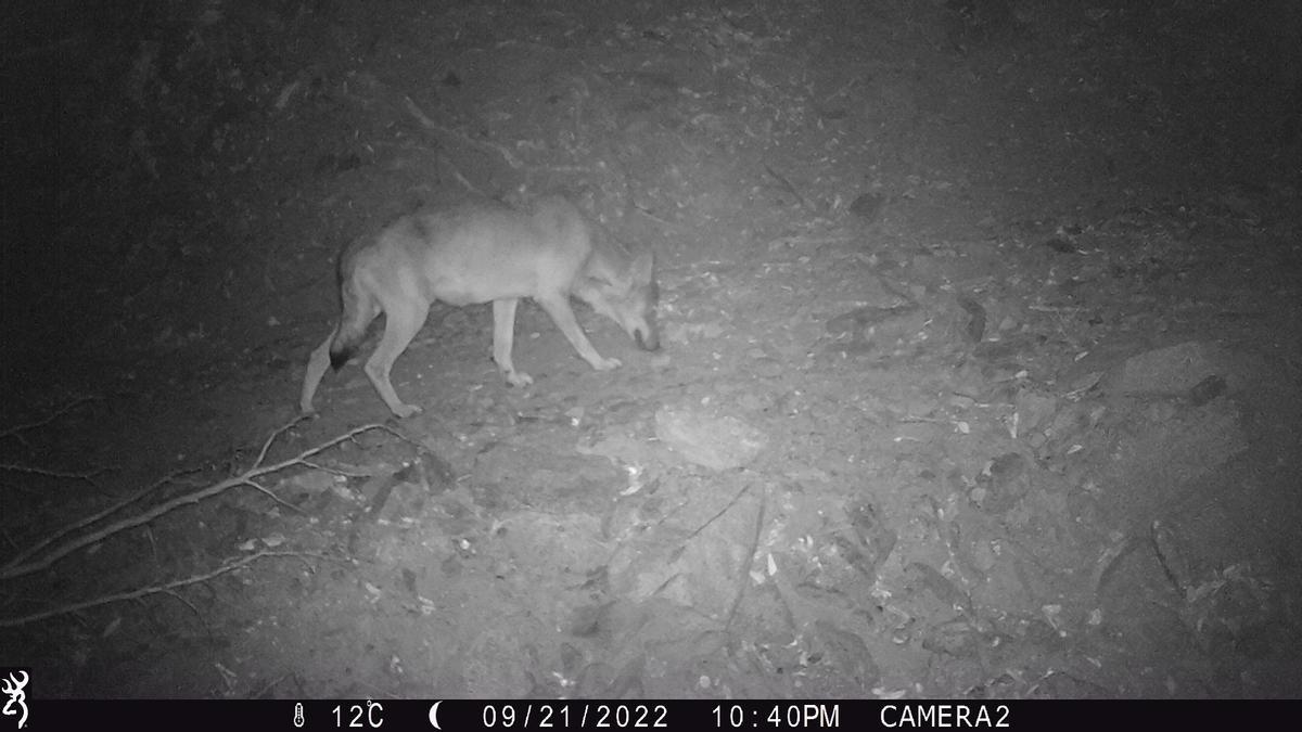 El llop fotografiat al Paratge Natural de l&#039;Albera