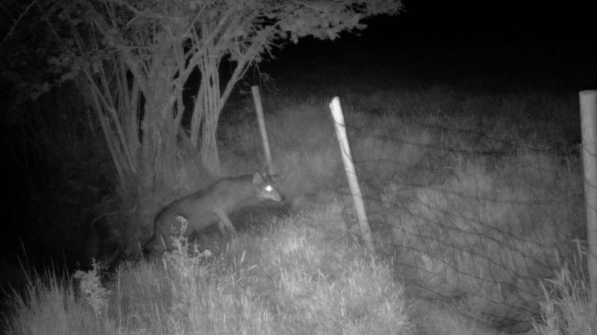 Imagen del lobo encontrado en la zona de Rubit