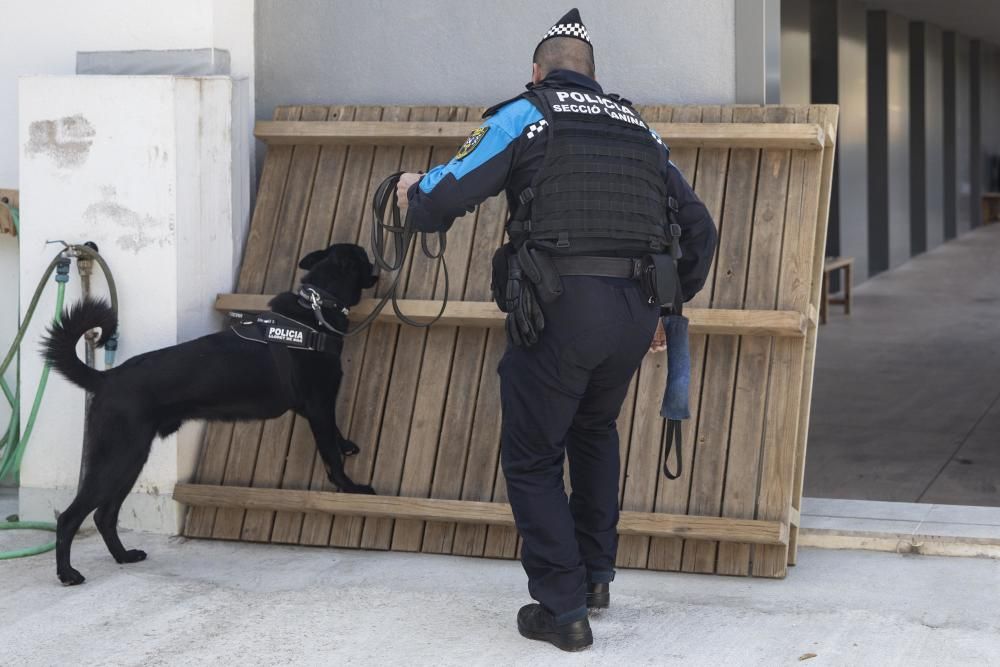 La Unitat Canina de la Policia Local de Lloret de Mar, en acció