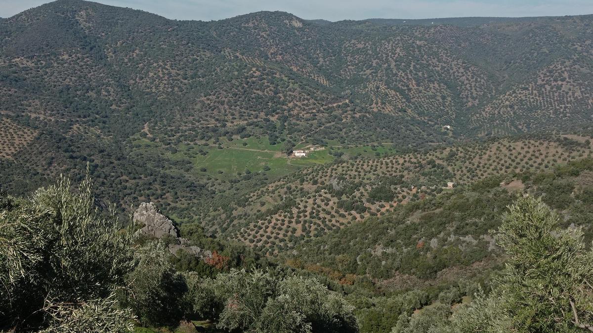 Imagen de un olivar de la provincia de Córdoba.
