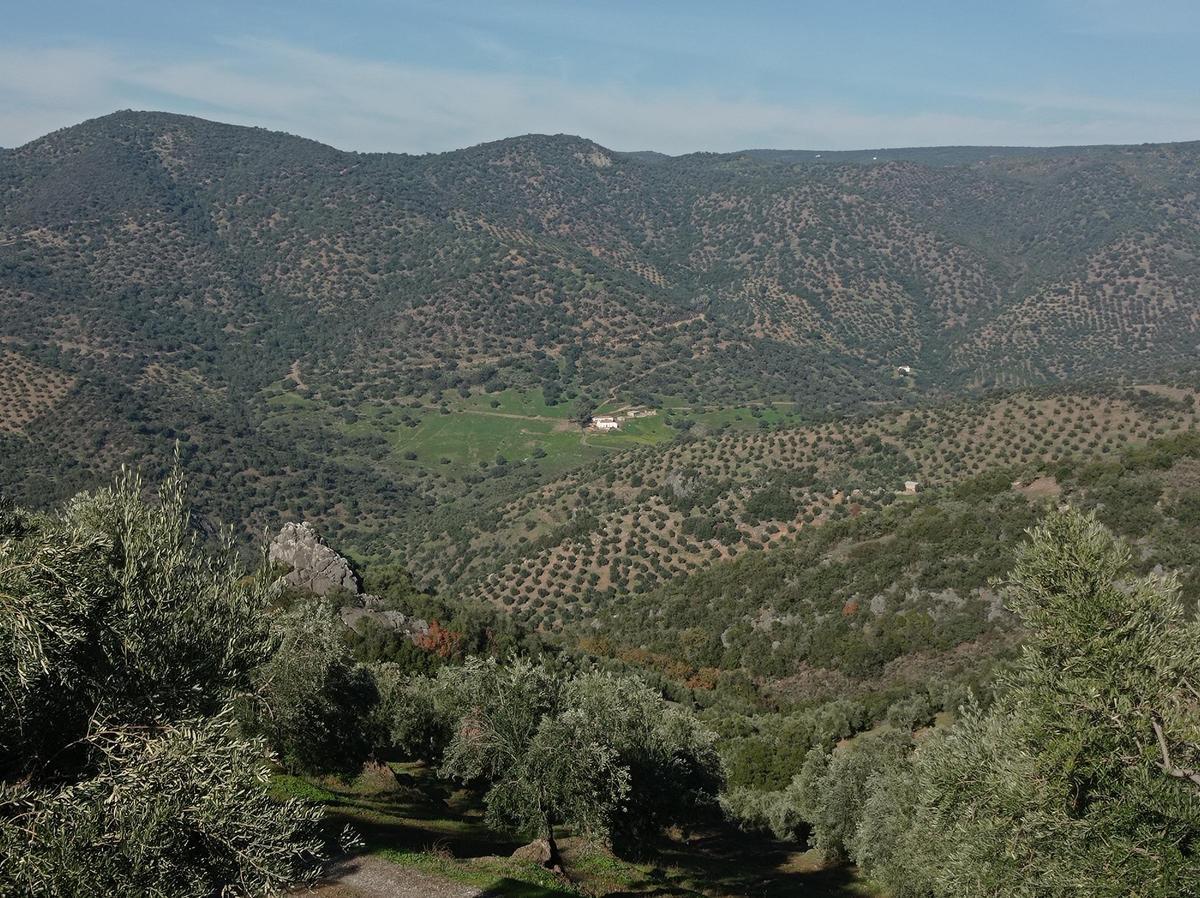 Imagen de un olivar de la provincia de Córdoba.