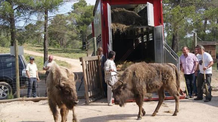 &quot;No soy un maltratador de animales. Los bisontes no estaban en mal estado&quot;