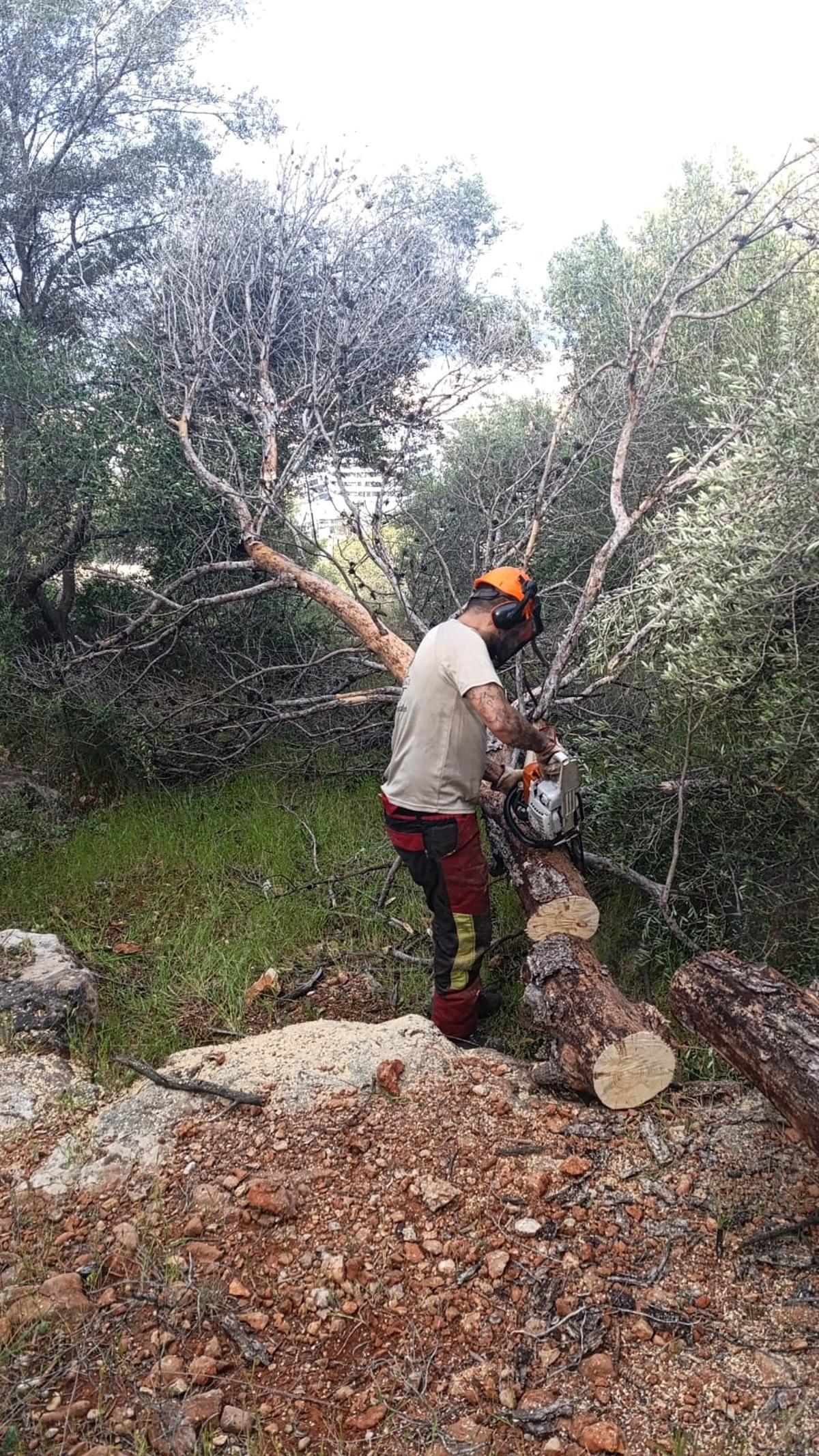 Trabajos de tala de pinos muertos en la Muntanyeta de Alzira.