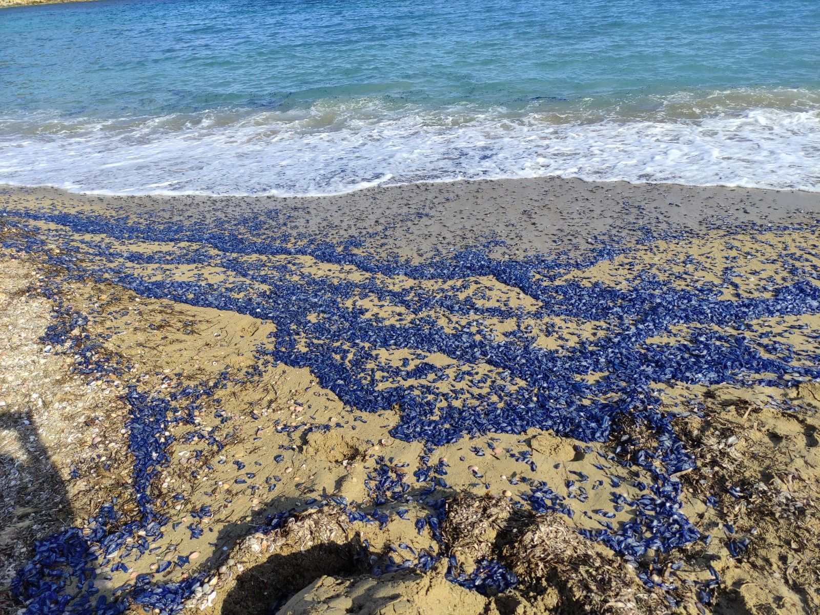 Aparecen cientos de miles de medusas en una playa de Ibiza