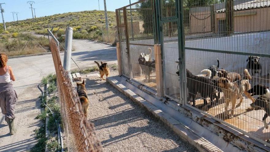 El albergue de animales situado en el paraje Las Cañadas de Elda en una imagen de ayer.