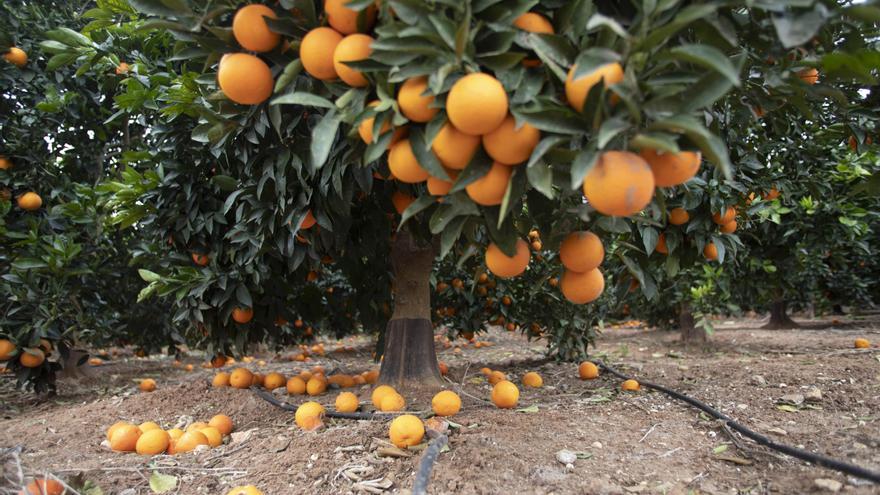 Investigan a 18 personas por robar 1.800 kilogramos de naranjas y mandarinas en la Costera y la Ribera