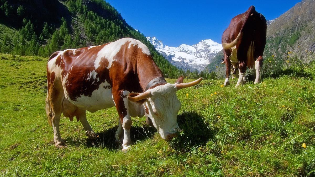 Dos vacas lecheras.