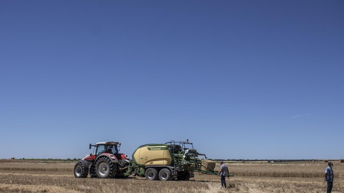 Labores de siega en una parcela de Tierra de Campos