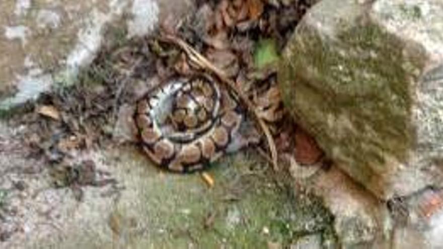 Troben una serp pitó morta en un hort de Berga