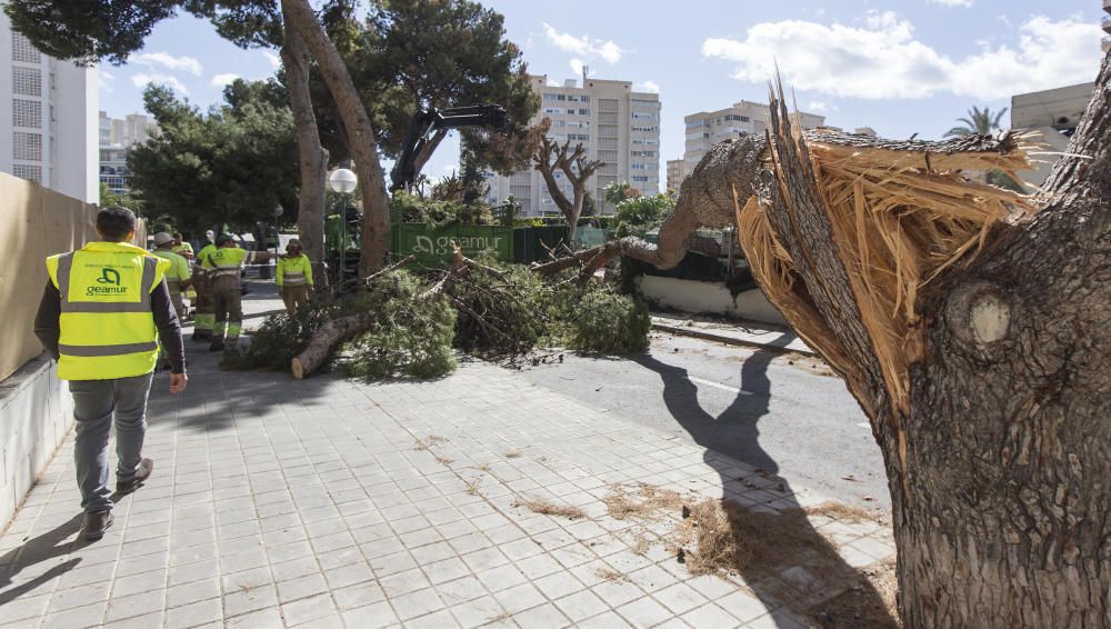Fuertes rachas de viento en la ciudad de Alicante