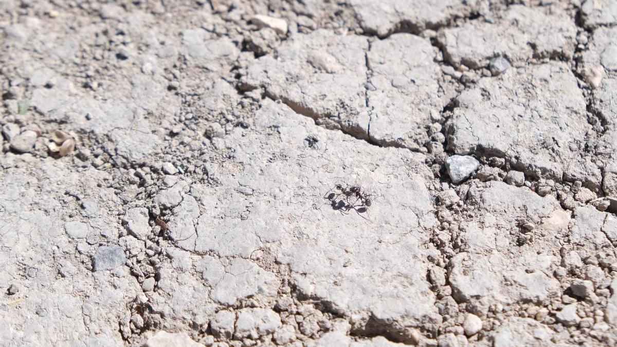 Una hormiga busca alimento en la tierra cuarteada por la sequía.