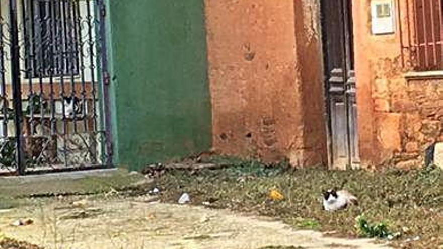 Un gato ayer en un rincón de Carbajales de Alba