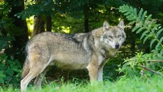 El lobo, la mejor solución para frenar la expansión del jabalí, el corzo y el ciervo en España