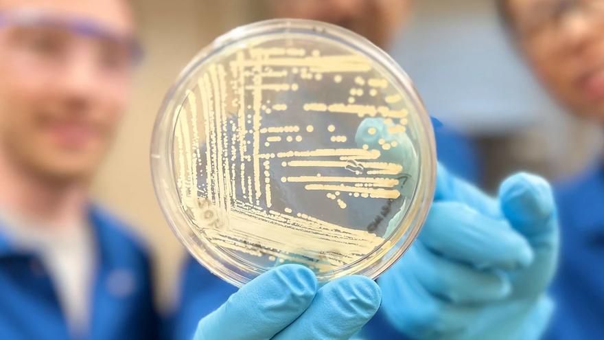 Crean un antibiótico que puede superar a muchas cepas de bacterias resistentes