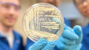 Una placa de agar que contiene colonias de la bacteria Klebsiella pneumoniae, una de las cepas resistentes a los medicamentos que el compuesto sintético cresomicina ha demostrado combatir.